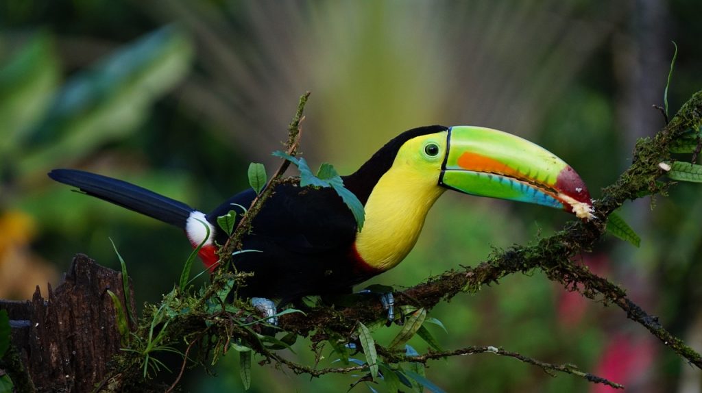 S'expatrier au Costa Rica
