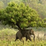 Les plus beaux safaris du monde