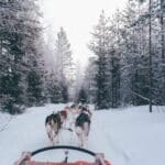 Explorer les Alpes françaises à travers le chien de traîneau : 4 destinations incontournables