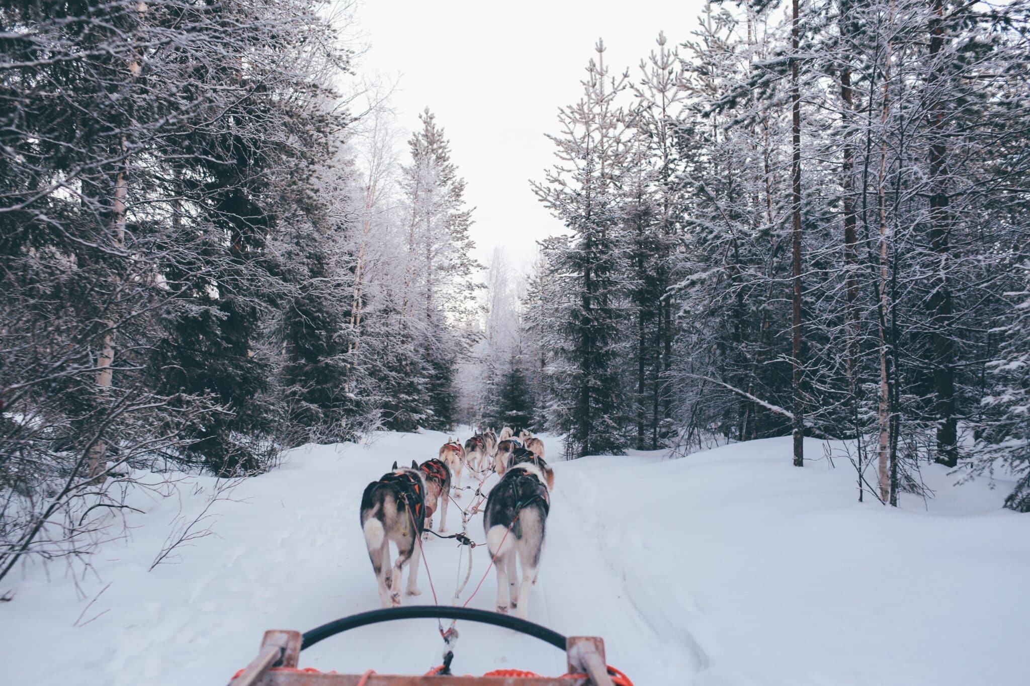 chien de traineau foret